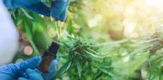Legalización del autocultivo del cannabis medicinal: «Ojalá mejore la salud y la economía»