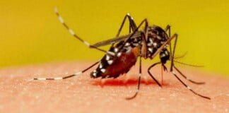 Mosquitos en Buenos Aires: «En una semana desaparecerán»