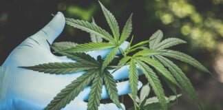 El uso del cannabis, un desafío para democratizar el vínculo entre el médico y el paciente
