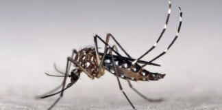 Más de 315 mil casos de dengue y 238 muertes dengue