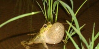 El uso de pesticidas en cultivos de arroz: Impactos y efectos nocivos para la fauna silvestre