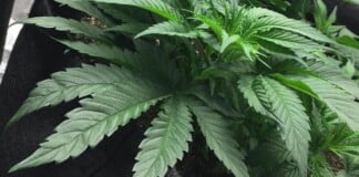 Cannabis medicinal en Córdoba: «Hay muchísimo consumo»