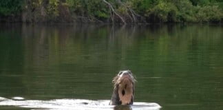 La nutria gigante aparecida en el Chaco regula el ecosistema acuático