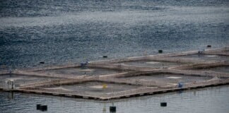 Biólogo del Conicet celebra prohibición de salmoneras que amenazan la biodiversidad