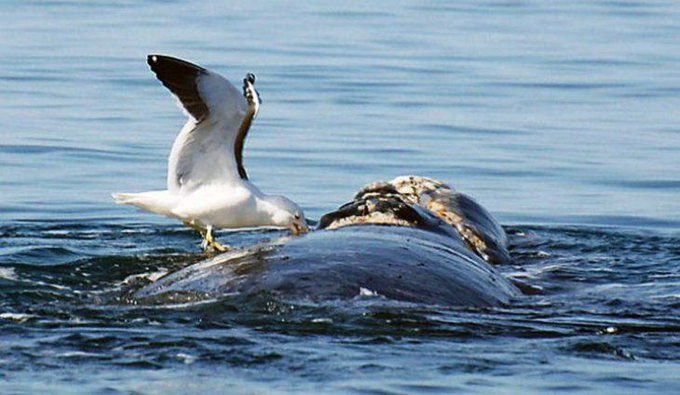 Ataque de gaviotas a ballenas