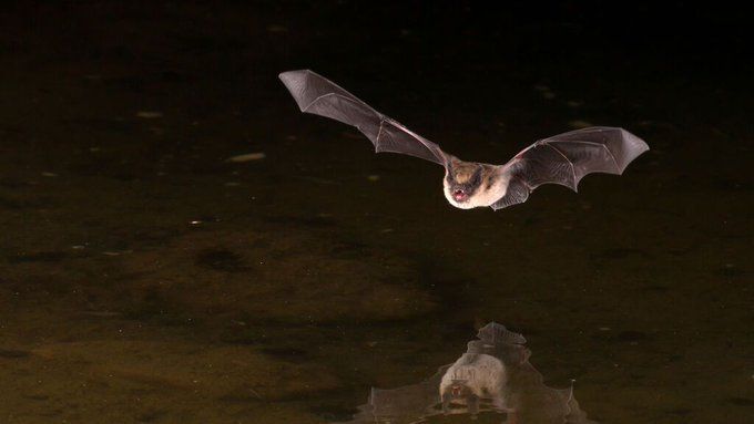 Vampiro gigante