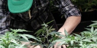 Javier Orduna: «Tenemos una ley de Cannabis provincial, ahora hay que presionar para que se implemente»