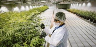 El Gobierno promulgó la ley de cannabis medicinal y cáñamo industrial