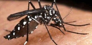 La investigación con mosquitos transgénicos para terminar con el dengue no es aplicable