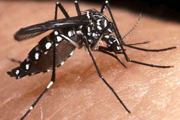 mosquito_salud