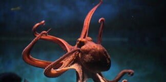 Nicolás Ortíz: «El documental ‘Mi amigo el pulpo’ le asigna al animal una humanidad que no tiene»