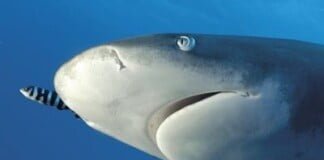 Ocurrió en Italia: nació un tiburón en un estanque en donde sólo había hembras