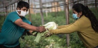 Desde la Mesa Agroalimentaria Argentina reclaman políticas segmentadas para productores