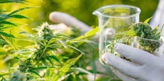 El Ministerio de Salud creó la categoría de productos vegetales a base de cannabis con fines terapéuticos