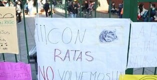 Ratas en 34 escuelas de CABA Ratas en 34 escuelas de CABA