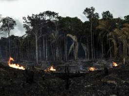 Deforestación en Brasil