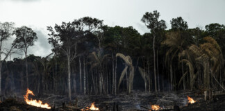 La deforestación en Brasil en 2022 arrasó un área similar a la provincia de Tucumán Deforestación en Brasil