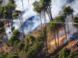 Incendios en el Mediterraneo