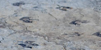 Hallan huellas de dinosaurios de más de 95 millones de años en Río Negro