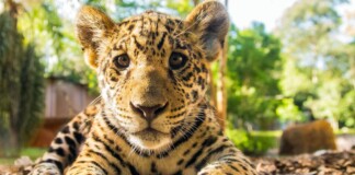 Corrientes: detectaron nuevos cachorros de yaguareté nacidos en estado silvestre Yaguarete