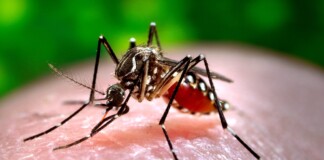 Vacuna contra el dengue: cuándo llega al país y quiénes podrán recibirla dengue