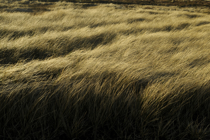 Foto: Malvinas, Gerardo Dell´Oro, 2009.