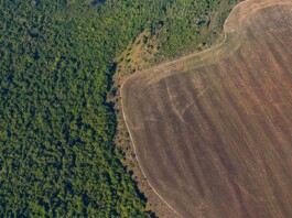 deforestación