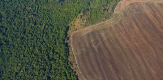 Brasil anunció la reducción del 59% en la deforestación amazónica deforestación