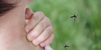 Invasión de mosquitos: qué es la Encefalitis Equina