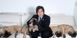 Perros y conejos Perros