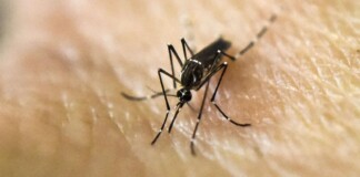 brote histórico de dengue