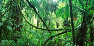 «La vida secreta de la plantas», un ensayo sobre la importancia de los vegetales para la supervivencia