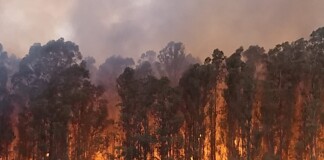 Tandil: los bomberos apagaron el incendio forestal tras un operativo desplegado por la Provincia
