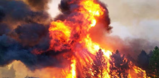 Incendios forestales: advierten sobre el impacto del cambio climático en la regeneración de los ecosistemas