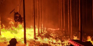 Milei ejecutó en 2024 apenas un 22% de los fondos para prevenir y combatir los incendios forestales como los que arrasan la Patagonia