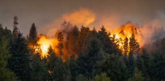 Los incendios forestales en la Patagonia arrasaron casi 49.000 hectáreas